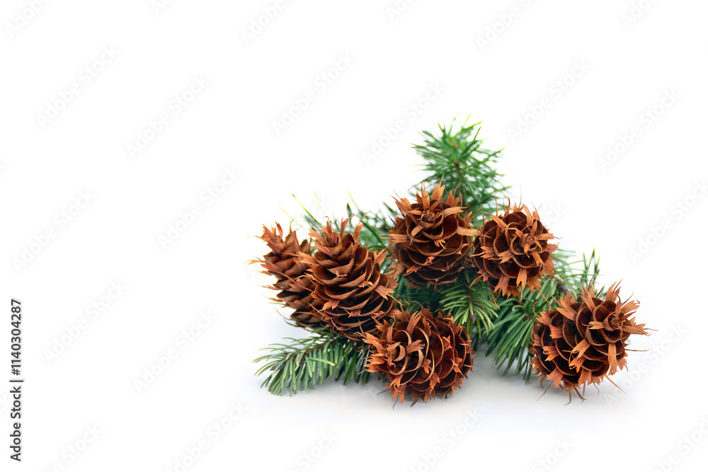 Cones and branches pine tree ( Pseudotsuga menziesii, Douglas fir, Douglas-fir, Douglas tree, Oregon pine ) on a white background with space for text. Christmas decoration Cones and branches pine tree ( Pseudotsuga menziesii, Douglas fir, Douglas-fir, Douglas tree, Oregon pine ) on a white background with space for text. Christmas decoration