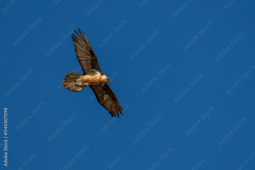 Lammergeier or Bearded vulture fly in blue sky Lammergeier or Bearded vulture fly in blue sky