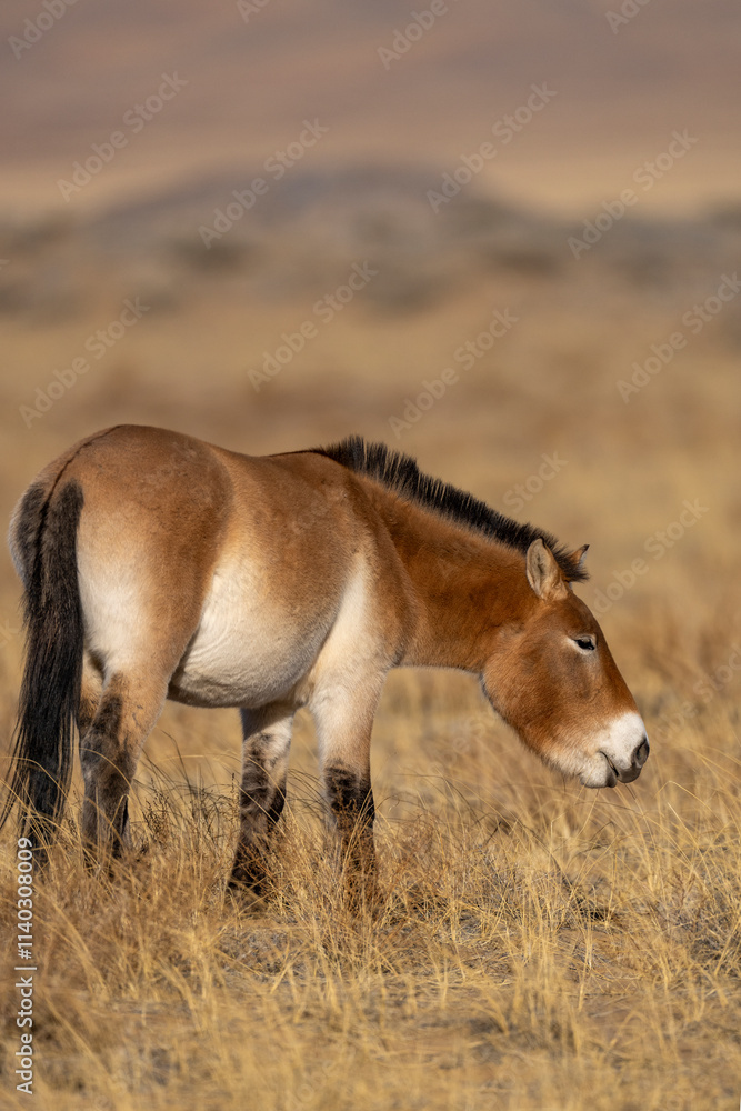 Fototapeta premium Przewalski's horse or Takhi