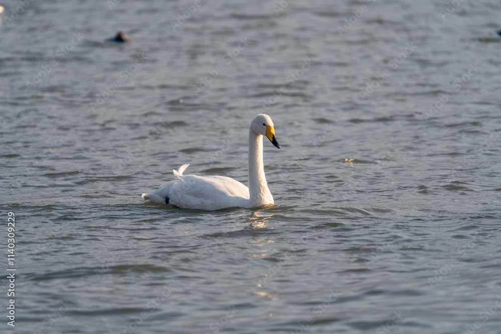 Swans in the winter river Swans in the winter river