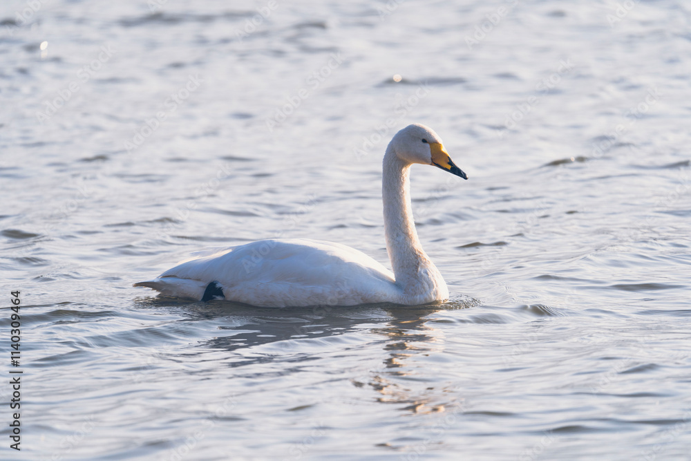 Fototapeta premium Swans in the winter river