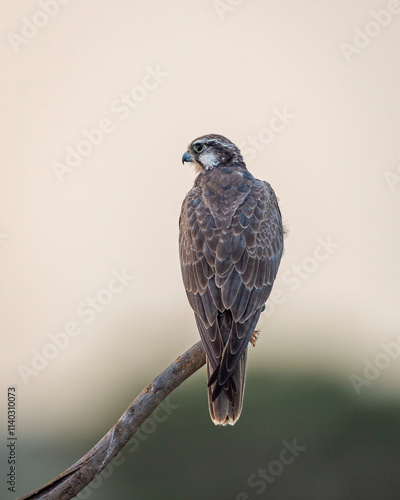 Laggar falcon or Falco jugger an angry and migratory bird Sitting on perch with green background during winter morning in an open grass field of tal chhapar blackbuck sanctuary rajasthan india asia photo