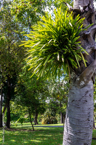 A clump of Cymbidium aloifolium orchids clings to a palm tree photo