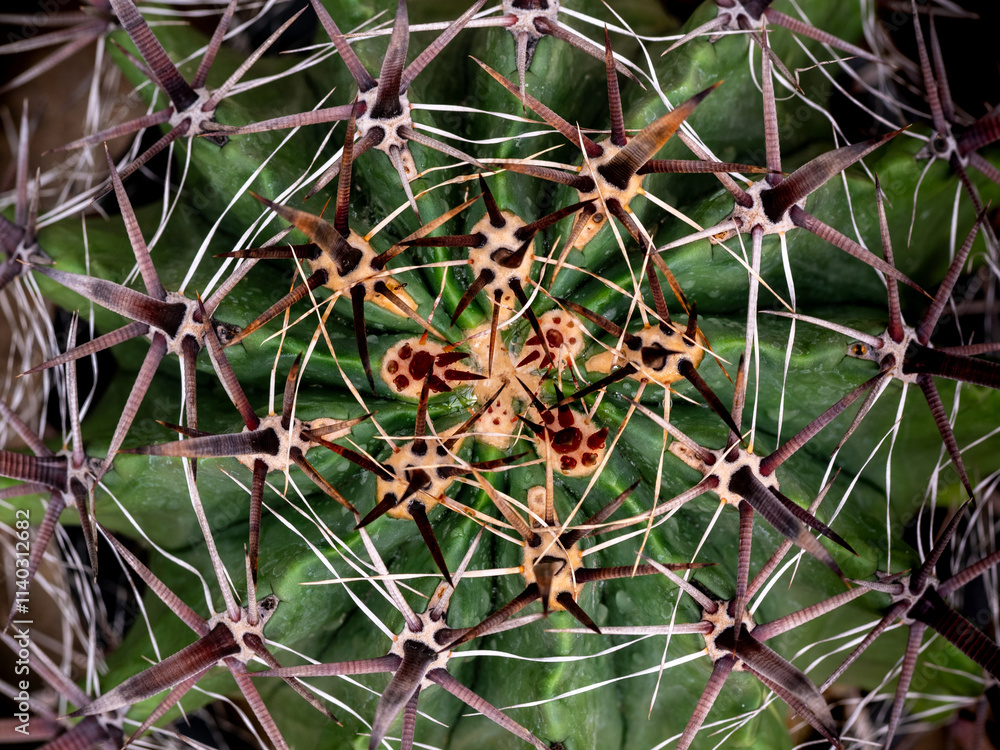 Full-frame Close-up on top of Ferocactus peninsulae Full-frame Close-up on top of Ferocactus peninsulae