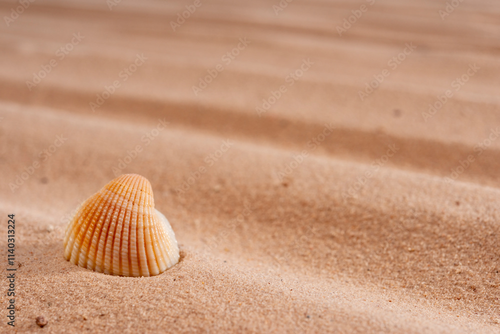 Seashell on the sand , Abstract texture for design, close up, copyspace, summer concept. Selective focus. nature.. Seashell on the sand , Abstract texture for design, close up, copyspace, summer concept. Selective focus. nature..
