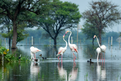 nature scenery natural painting by Greater flamingo or Phoenicopterus roseus flock or flamingos family in winter season migration Keoladeo National Park forest Bharatpur bird sanctuary rajasthan india photo