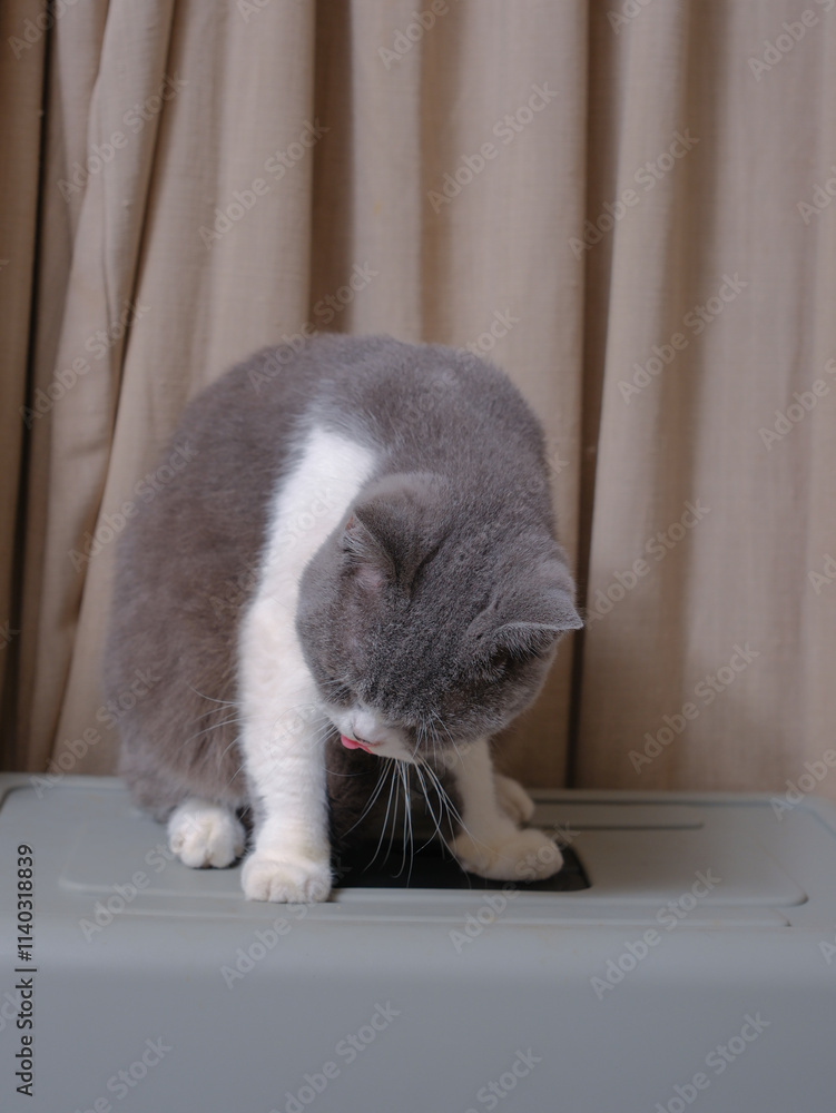 Cute blue with white British Shorthair cat kitten, sitting up side ways
