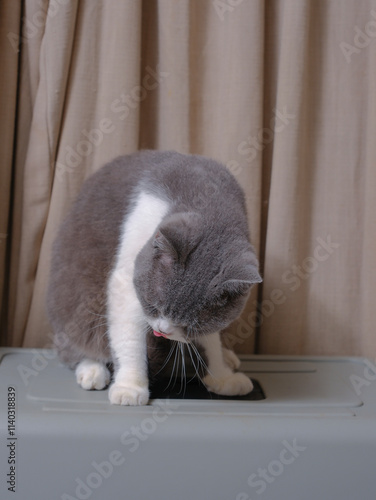 Obraz na płótnie Cute blue with white British Shorthair cat kitten, sitting up side ways w salonie