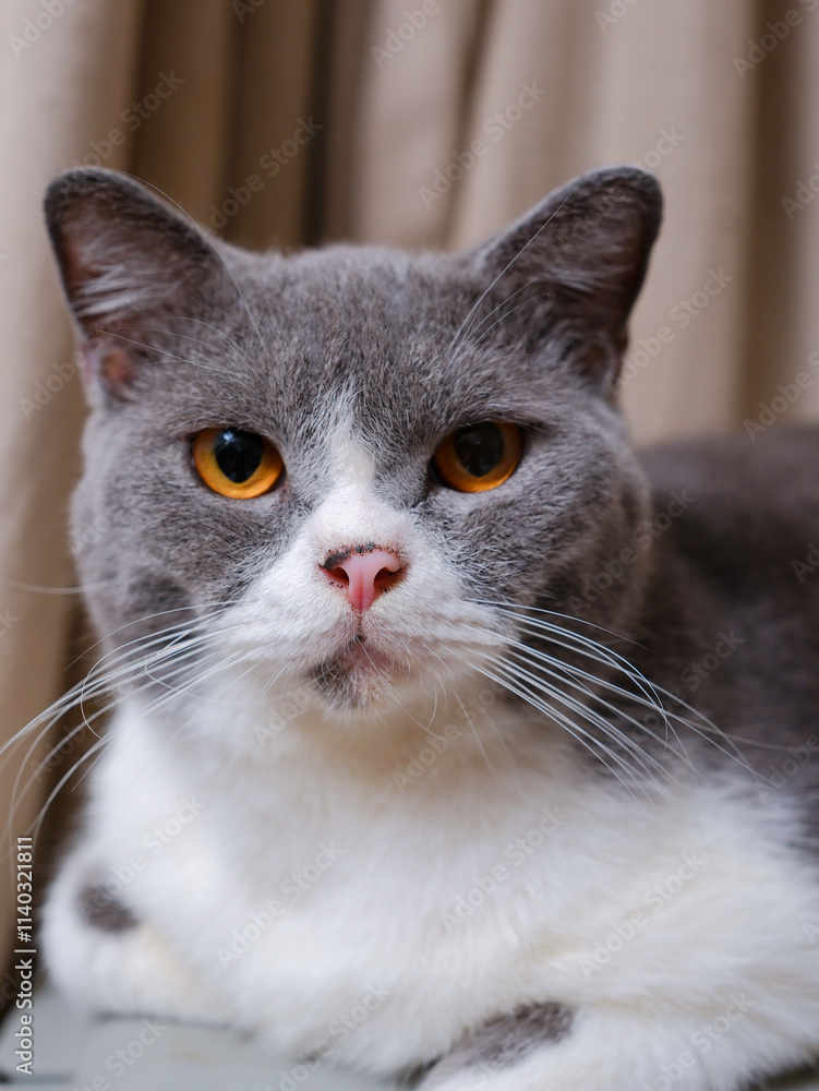 Cute blue with white British Shorthair cat kitten, sitting up side ways