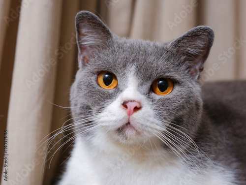 Cute blue with white British Shorthair cat kitten, sitting up side ways