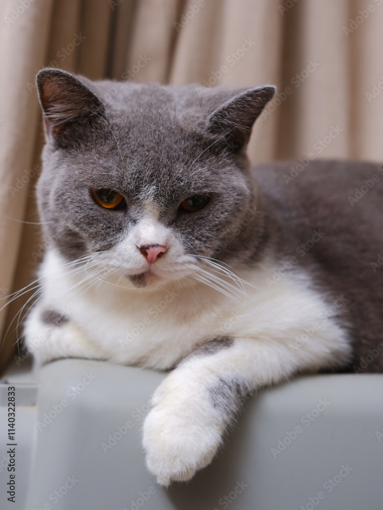 Cute blue with white British Shorthair cat kitten, sitting up side ways