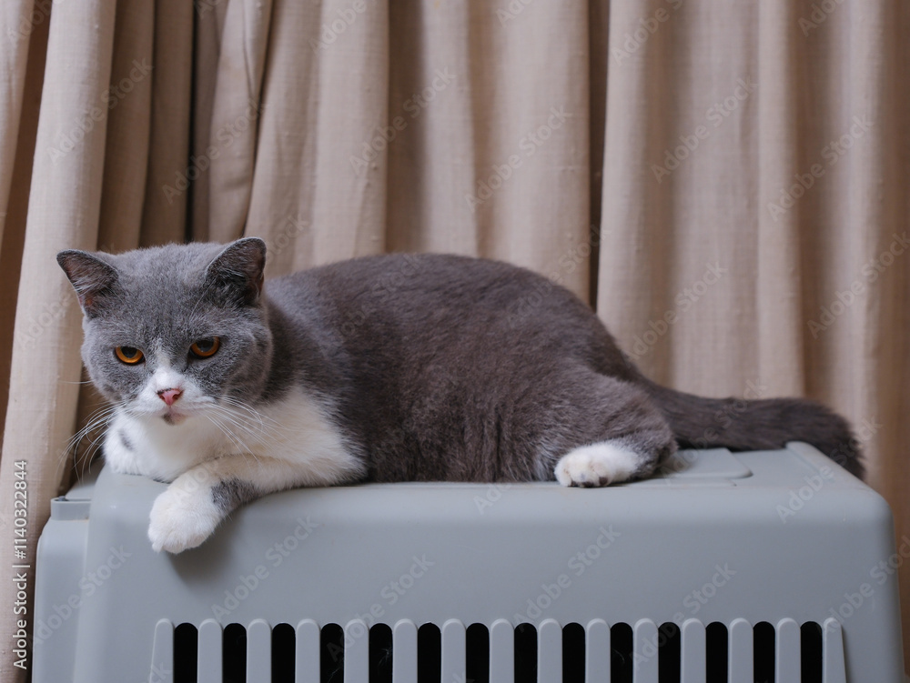 Cute blue with white British Shorthair cat kitten, sitting up side ways