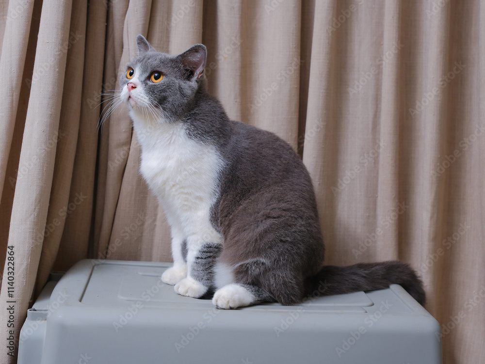 Close up of British Short Hair cat kitten with bright orange eyes looking up