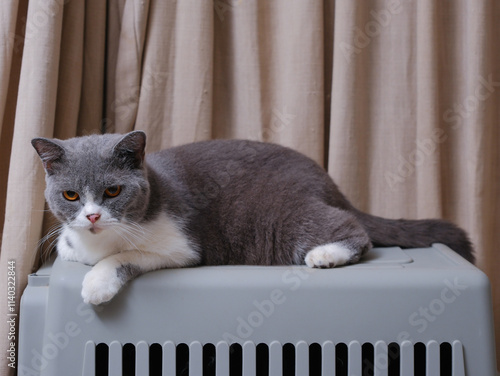 Obraz na płótnie Cute blue with white British Shorthair cat kitten, sitting up side ways w salonie