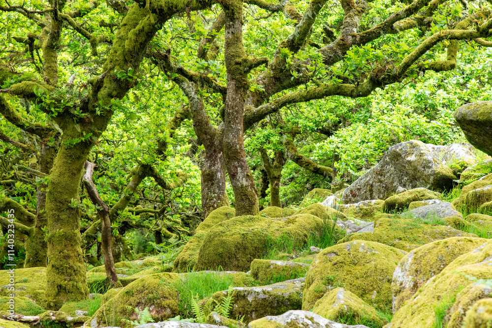 Low angle view under the canopy of green trees in Wistman's Wood, an ancient temperate rainforests and high-altitude oakwood in Dartmoor National Park, Devon, UK with large moss-covered rocks Low angle view under the canopy of green trees in Wistman's Wood, an ancient temperate rainforests and high-altitude oakwood in Dartmoor National Park, Devon, UK with large moss-covered rocks