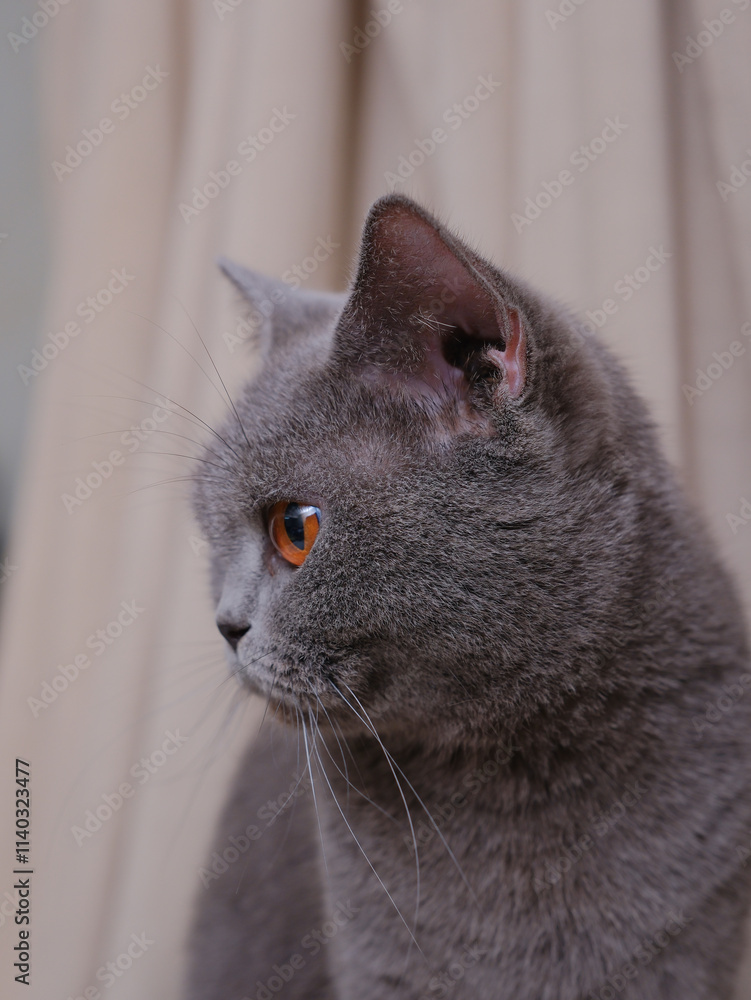Portrait of a British short-hair cat with curtains on the background