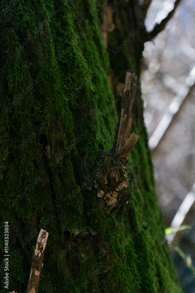 Obraz premium ramo spezzato