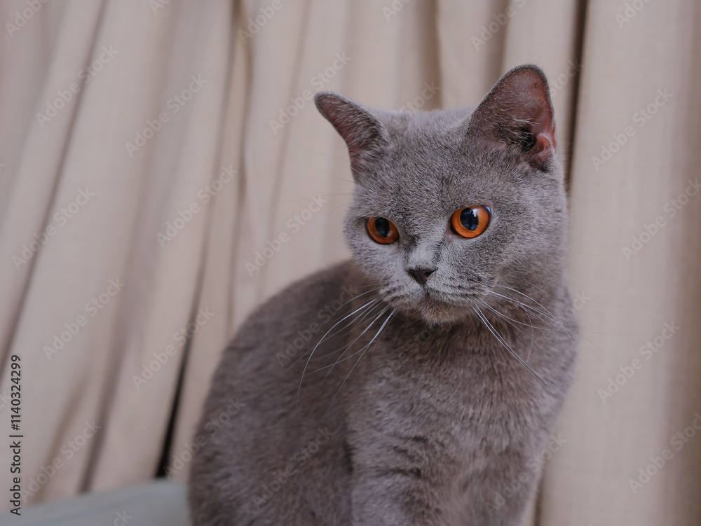 Portrait of a British short-hair cat with curtains on the background