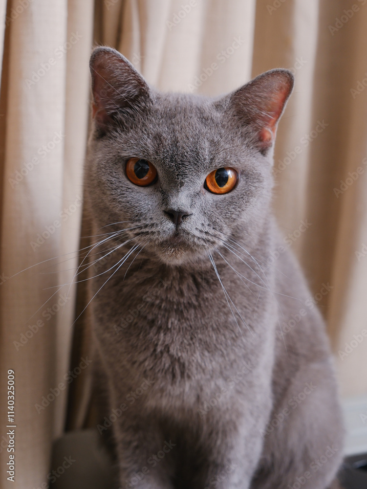 Portrait of a British short-hair cat with curtains on the background