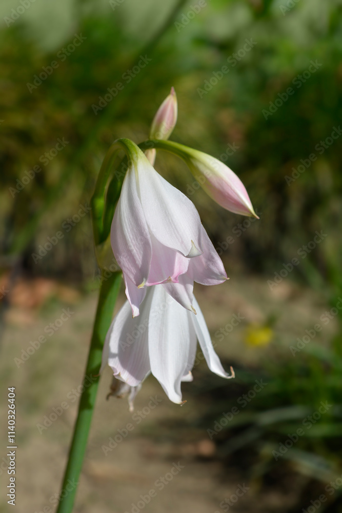 Orange River lily.Orange River lily flowers Orange River lily.Orange River lily flowers