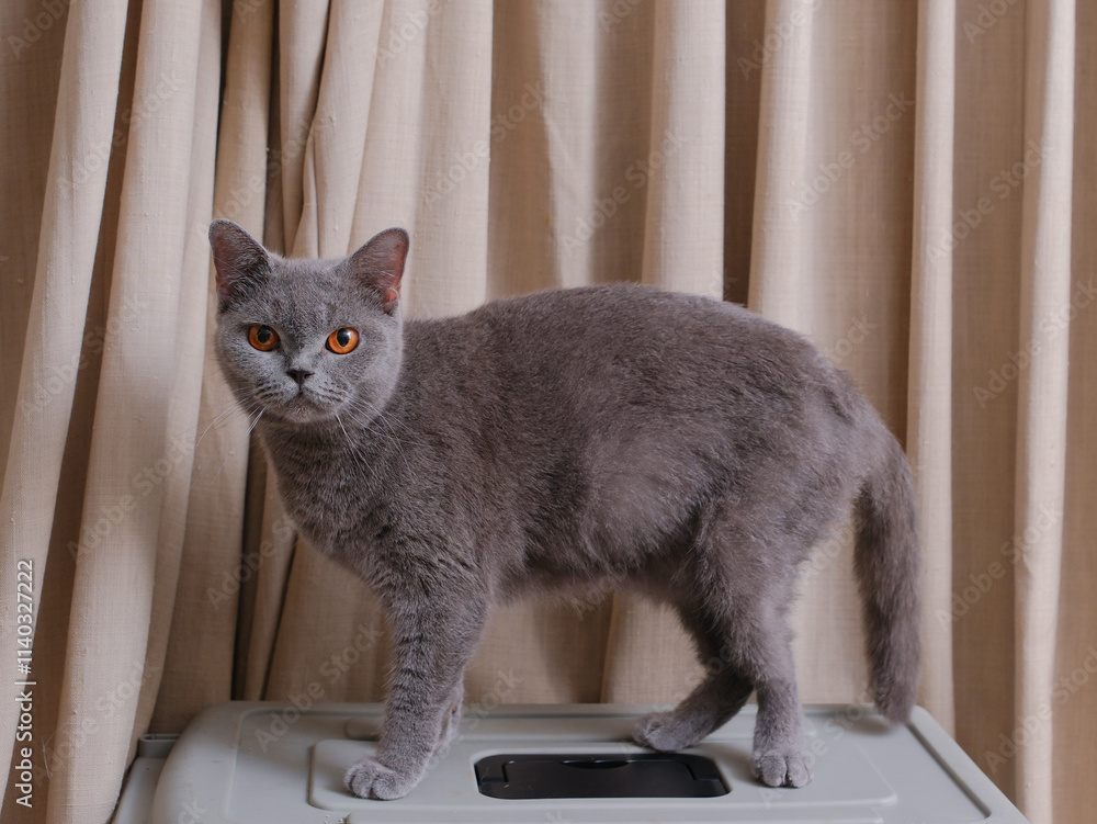 Portrait of a British short-hair cat with curtains on the background