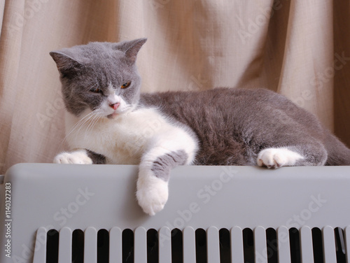 Obraz na płótnie Cute blue with white British Shorthair cat kitten, sitting up side ways w salonie