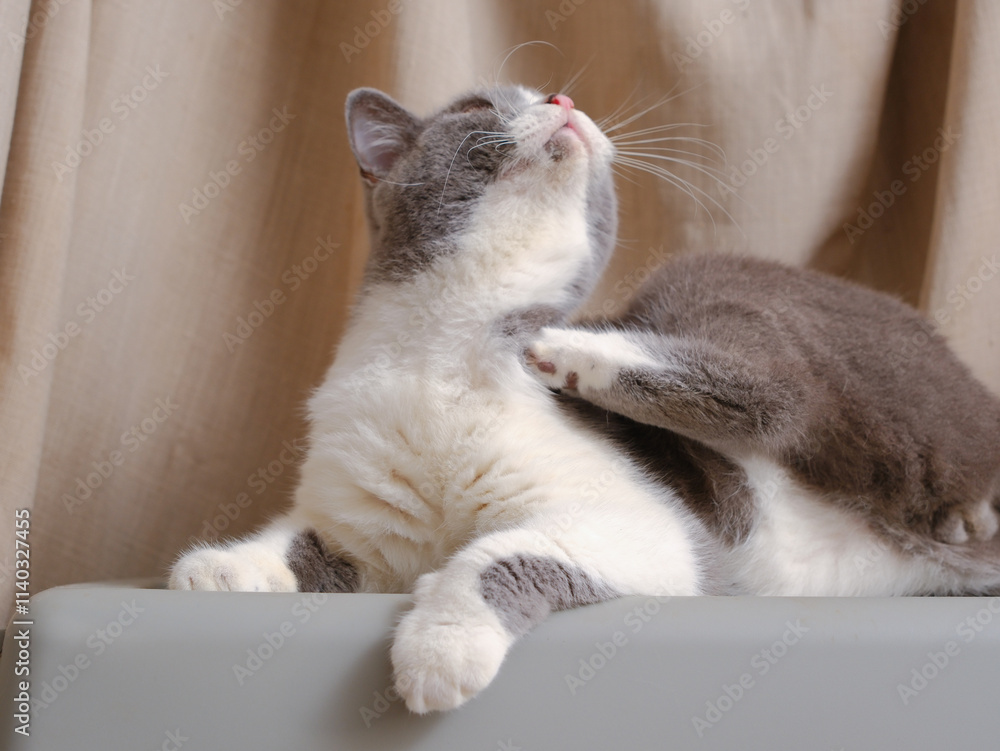 Cute blue with white British Shorthair cat kitten, sitting up side ways