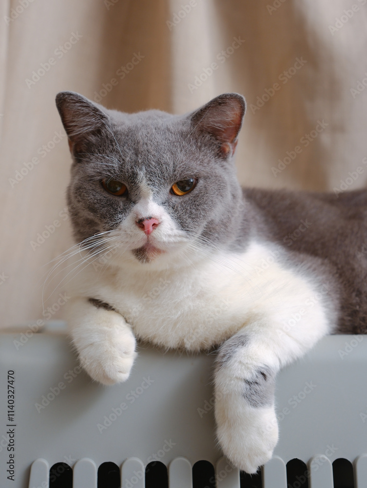 Cute blue with white British Shorthair cat kitten, sitting up side ways