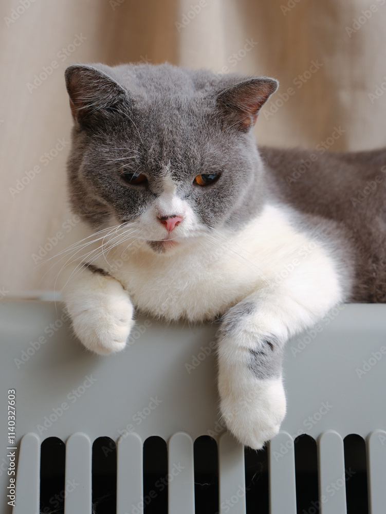 Cute blue with white British Shorthair cat kitten, sitting up side ways