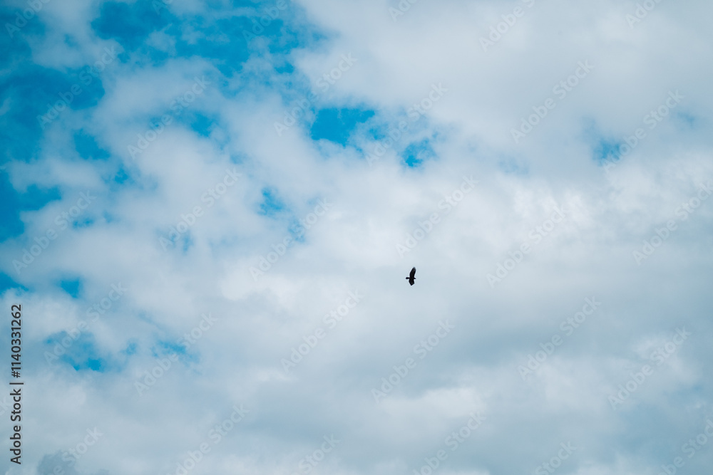 Solitary Bird Soaring Beneath an Expansive Blue Sky With Wisps of White Clouds, Capturing a Sense of Freedom and Serenity in Nature's Open Spaces Solitary Bird Soaring Beneath an Expansive Blue Sky With Wisps of White Clouds, Capturing a Sense of Freedom and Serenity in Nature's Open Spaces