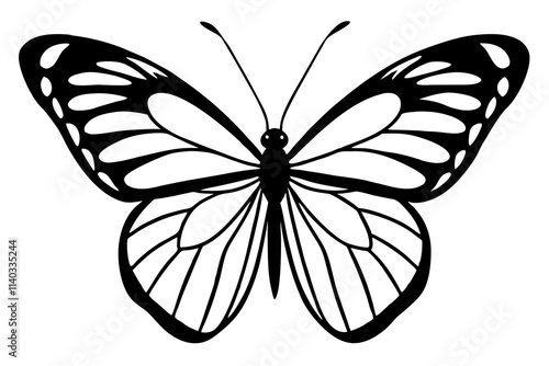 butterfly illustration