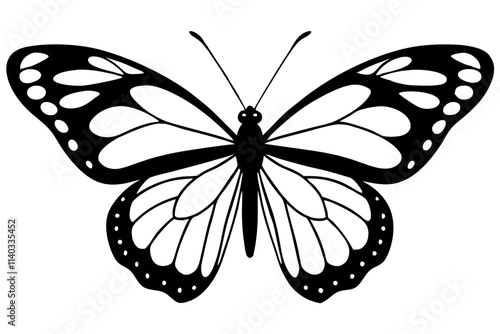 butterfly illustration