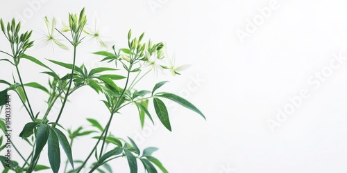 Cleome gynandra, a unique species of Cleome, is recognized for its use as a nutritious green vegetable, beautifully showcased against a pristine white background. photo