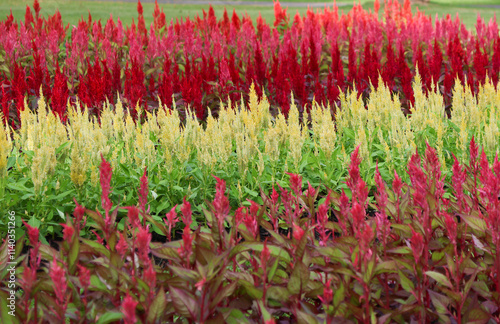 Gardening of field Celosia in public park at Thailand