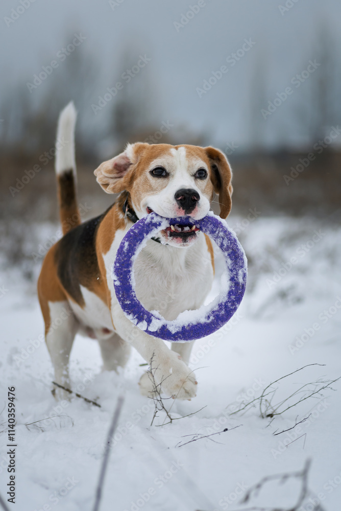 Happy beagle dog running outdoors with ring dog toy in mouth. Active dog pet enjoying winter season walk