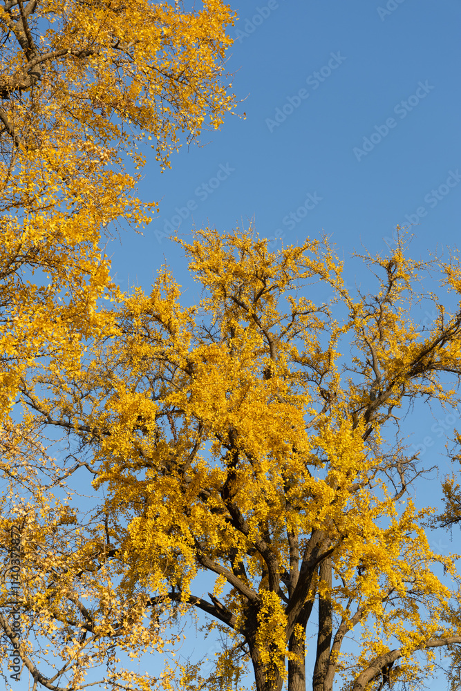 Autumn scenery of Suzhou Liuyuan Garden, towering ginkgo trees, photographed in Suzhou, Jiangsu, China Autumn scenery of Suzhou Liuyuan Garden, towering ginkgo trees, photographed in Suzhou, Jiangsu, China