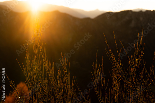 piante verde illuminate