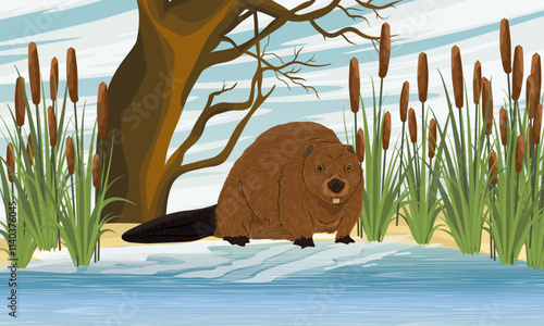 A beaver enters the water of a lake in the thickets of cattails. Realistic vector landscape