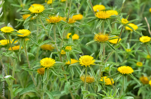 wild plants. self-growing yellow flowers in nature.