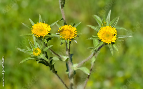 wild plants. self-growing yellow flowers in nature.