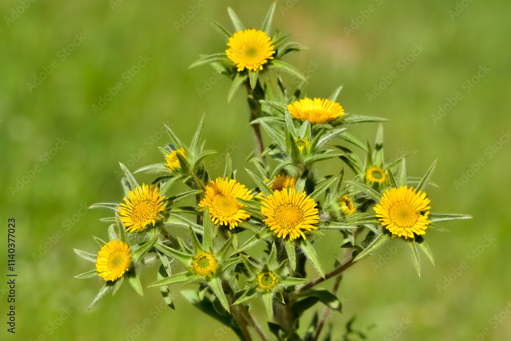 Obraz premium wild plants. self-growing yellow flowers in nature.