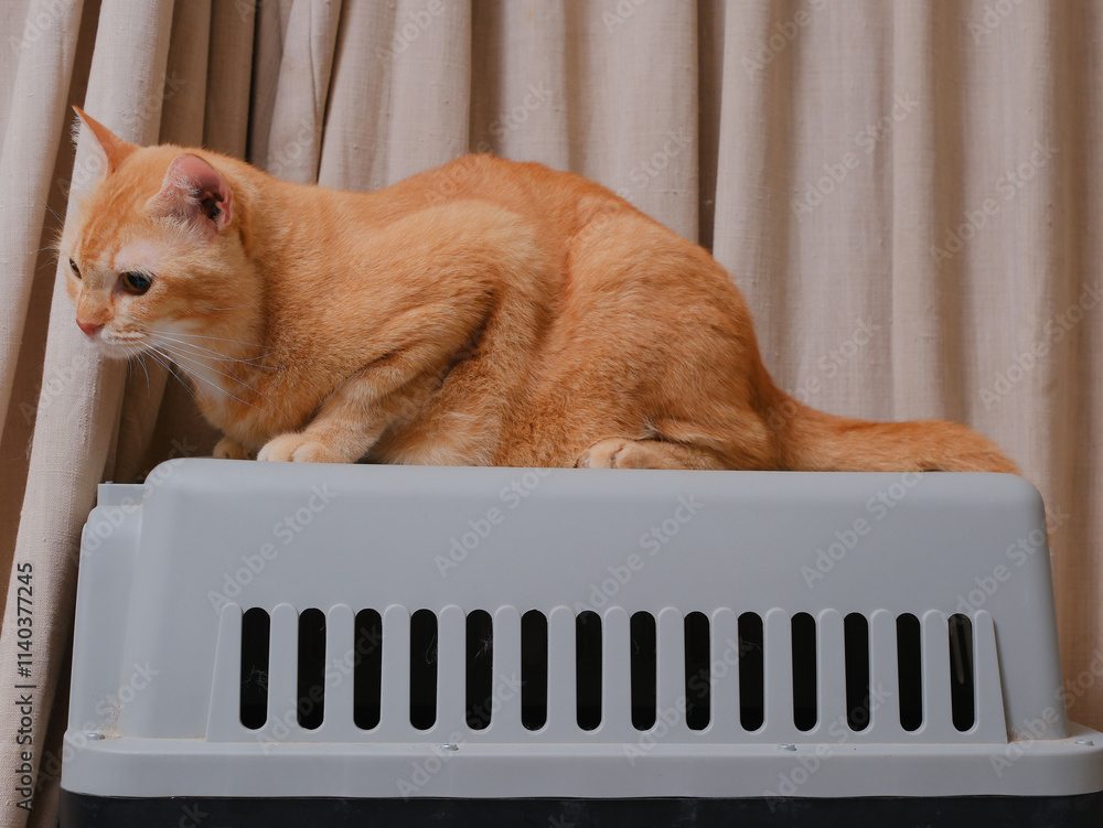 Short hair orange cat, sitting up on curtain background
