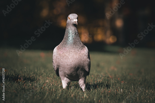 pigeon on the grass photo