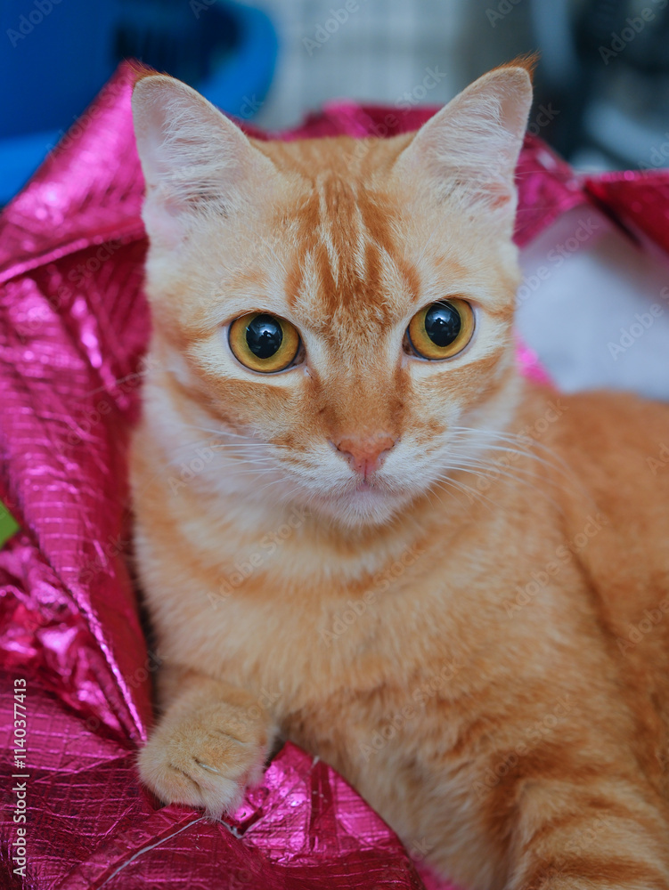 Short hair orange cat, sitting up on curtain background