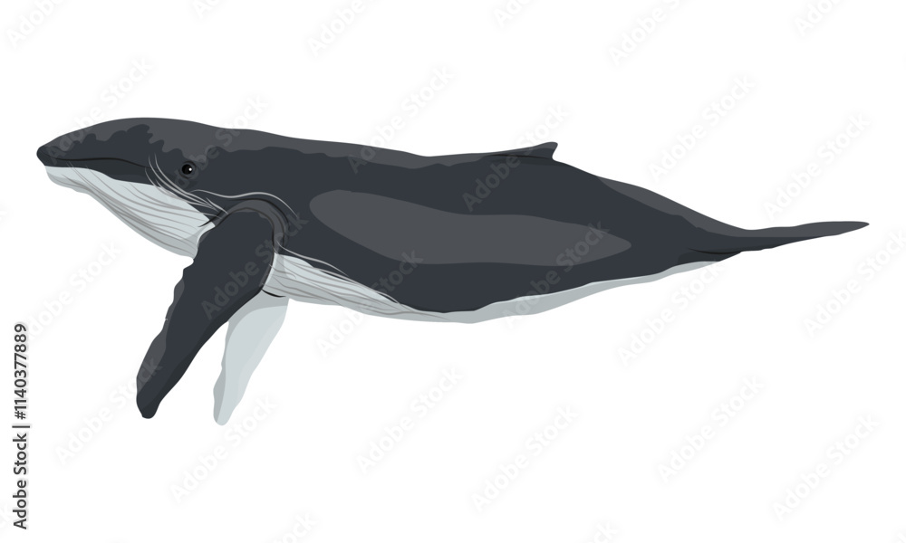 Fototapeta premium Humpback whale. Megaptera novaeangliae. Realistic Vector animals