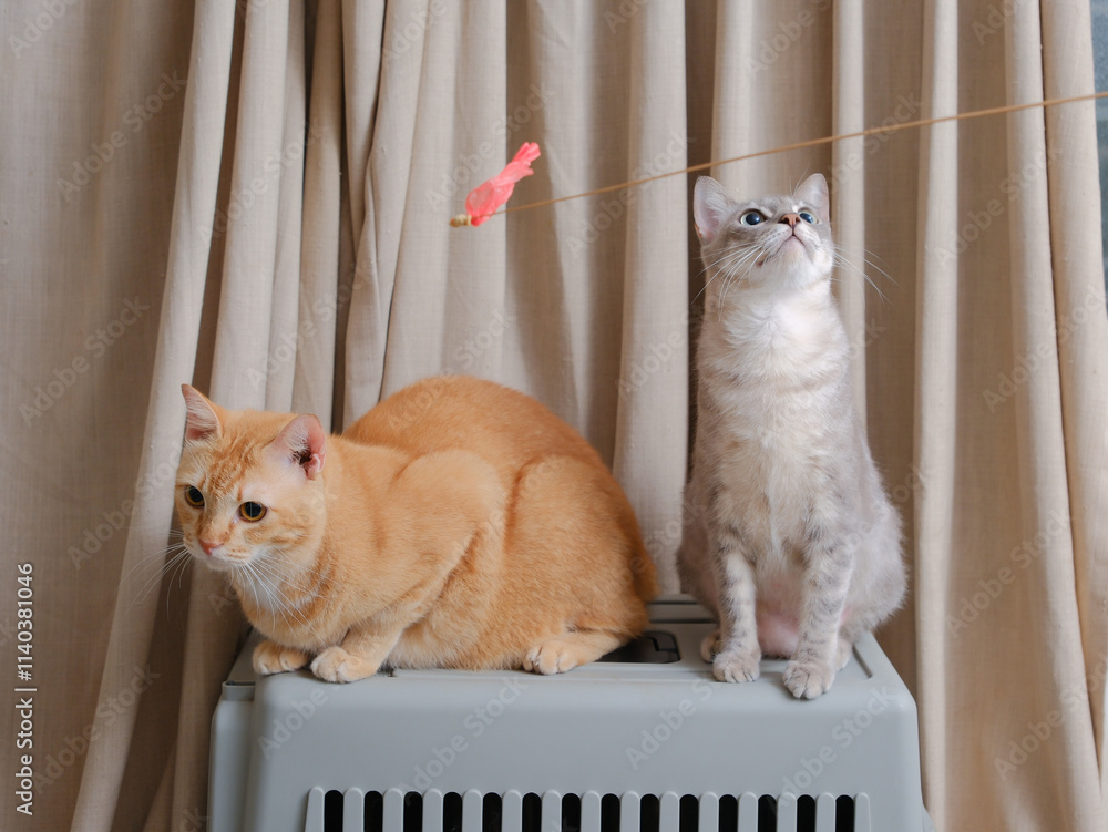 Short hair orange cat, sitting up on curtain background