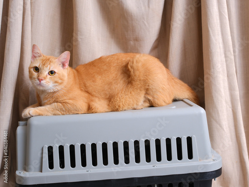 Short hair orange cat, sitting up on curtain background
