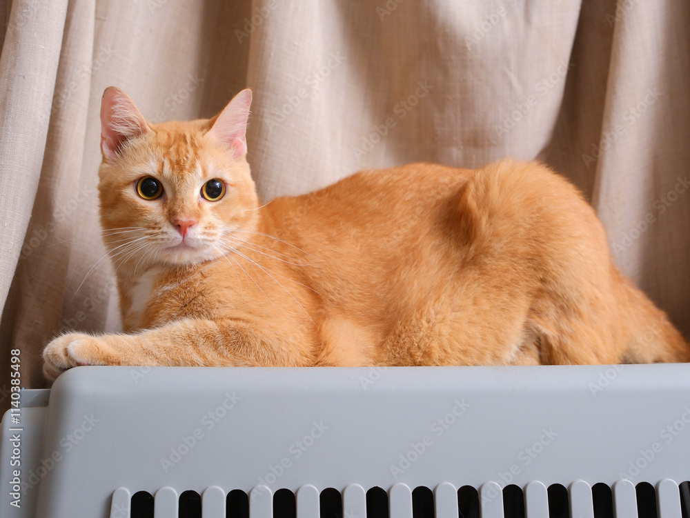 Short hair orange cat, sitting up on curtain background