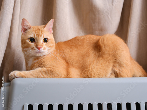 Obraz na płótnie Short hair orange cat, sitting up on curtain background w salonie