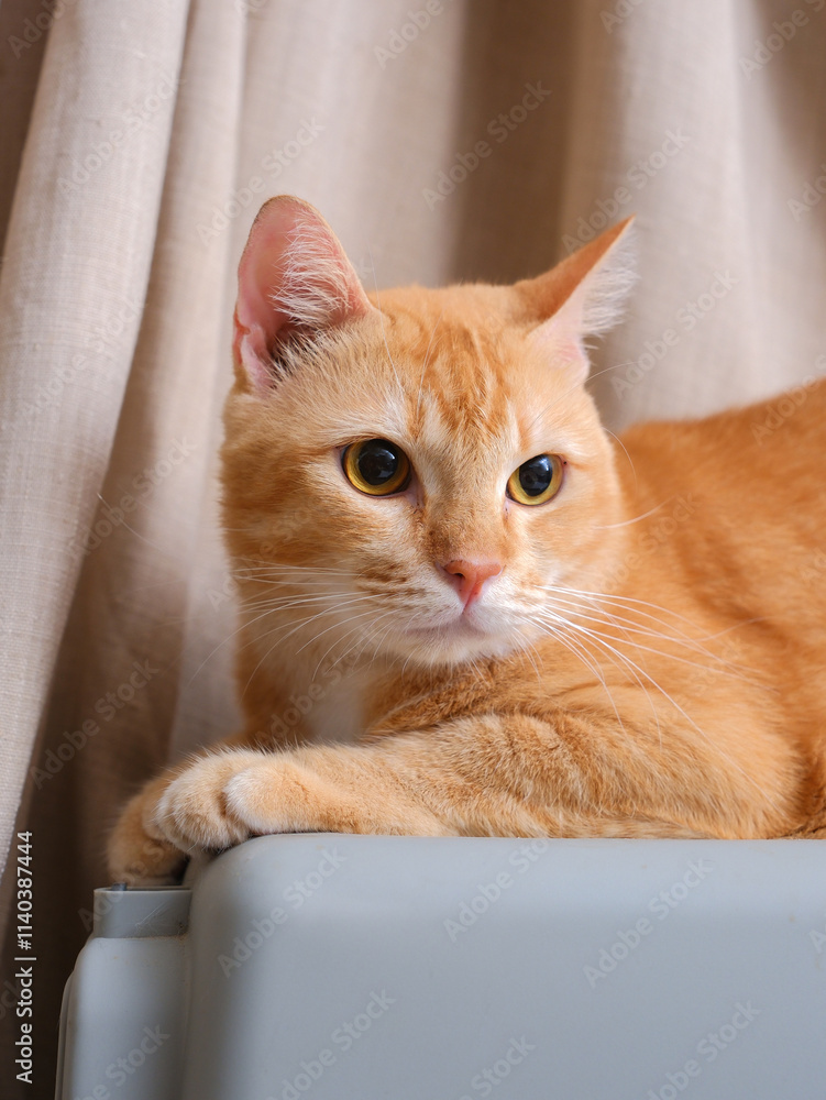 Short hair orange cat, sitting up on curtain background